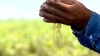Agricultores de la costa de Hermosillo se distinguen por producir productos orgánicos.
