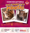 Lanzan convocatoria para niños y niñas para ponerle sus nombres a los pumitas
