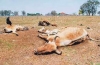 Productores adelantan venta de ganado ante sequía.