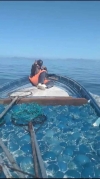 Inicia captura de aguamala