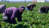 EUA no detendrá a indocumentados que trabajan en sector agrícola