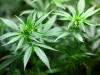SCJN despenaliza uso lúdico de la marihuana