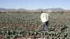 Sin problemas ni contratiempos avanzan las cosechas de hortalizas en el sur de Sonora. 